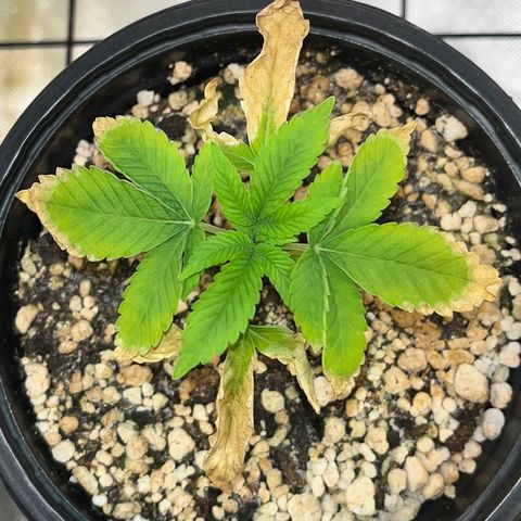 Wonder Pie growlog timeline photo