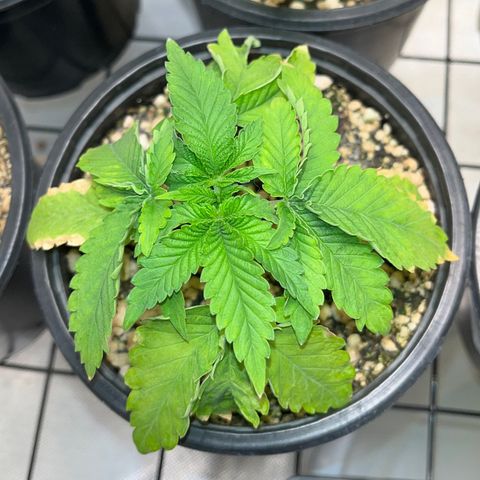 Grape Pie growlog timeline photo