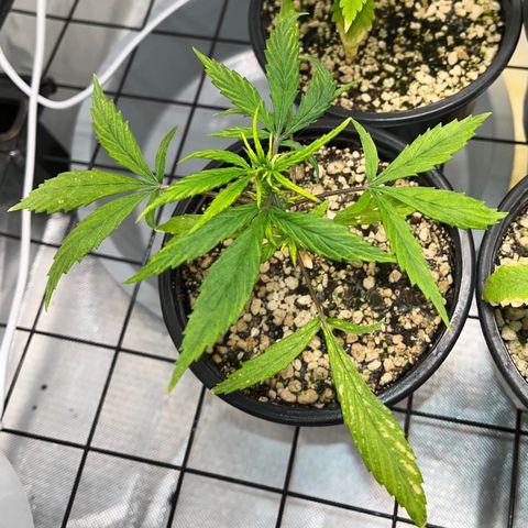 Auto Dentista growlog timeline photo