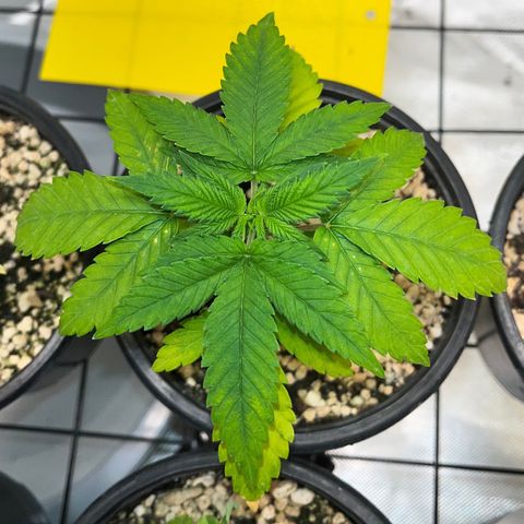 Mimosa Evo growlog timeline photo