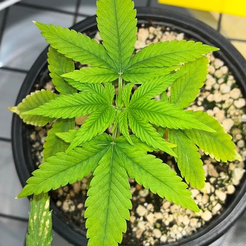 Zombie Bride growlog timeline photo