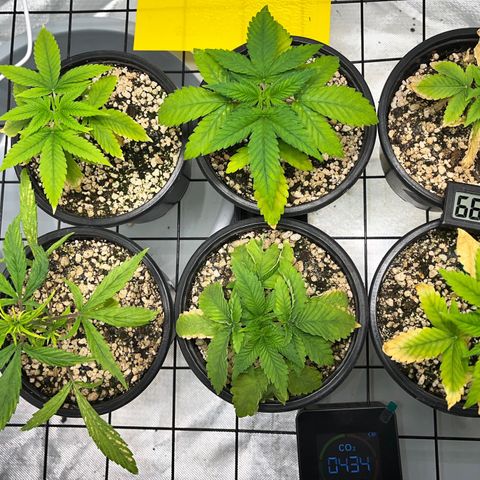 Mimosa Evo growlog timeline photo