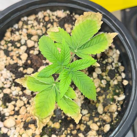 Wonder Pie growlog timeline photo