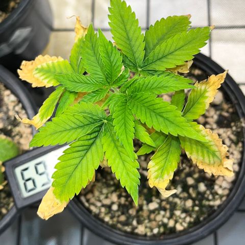 Sherbet growlog timeline photo