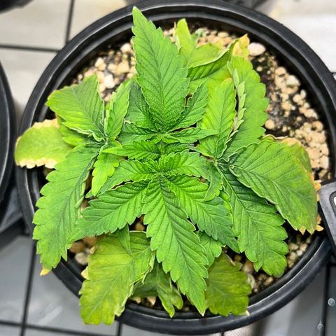 Grape Pie growlog timeline photo