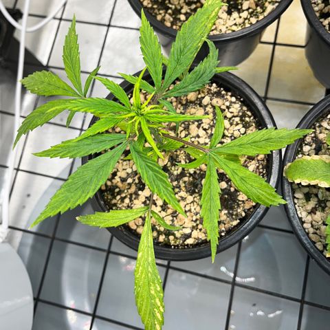 Auto Dentista growlog timeline photo