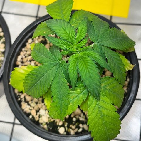 Mimosa Evo growlog timeline photo