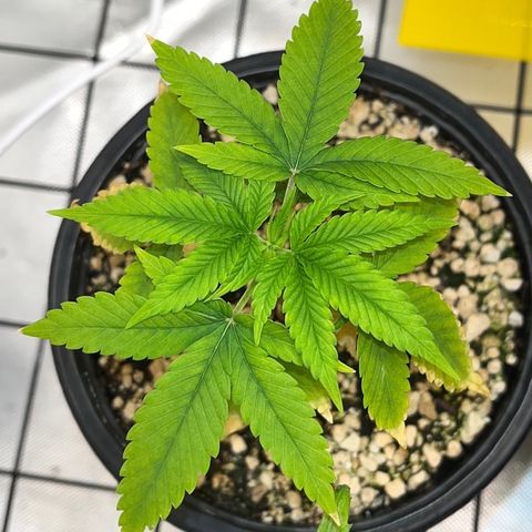 Zombie Bride growlog timeline photo
