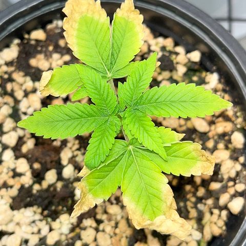 Wonder Pie growlog timeline photo