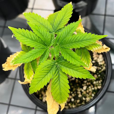 Sherbet growlog timeline photo