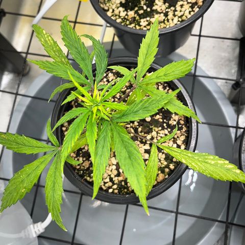 Auto Dentista growlog timeline photo