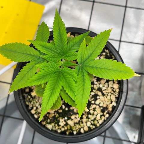 Zombie Bride growlog timeline photo