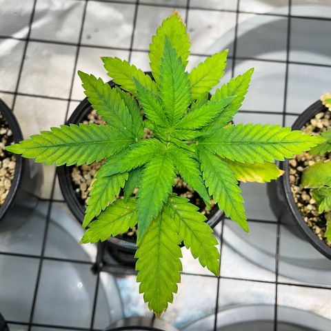Mimosa Evo growlog timeline photo