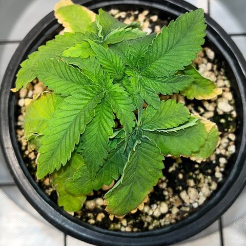 Grape Pie growlog timeline photo