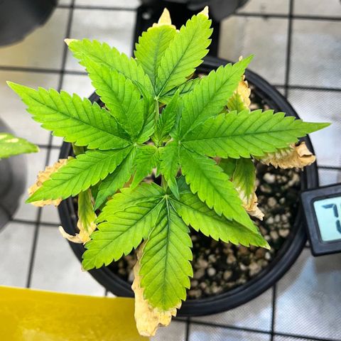 Sherbet growlog timeline photo