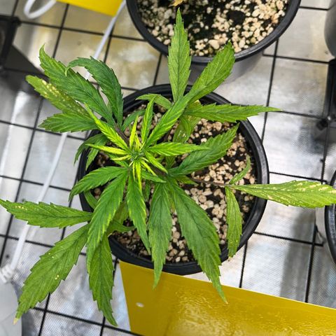 Auto Dentista growlog timeline photo