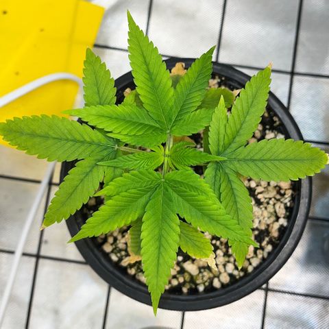 Zombie Bride growlog timeline photo
