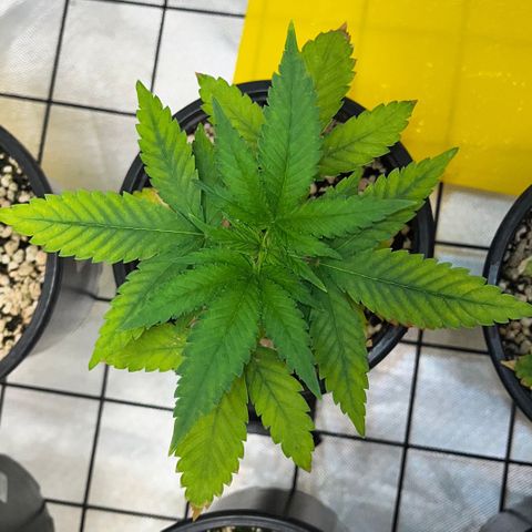 Mimosa Evo growlog timeline photo