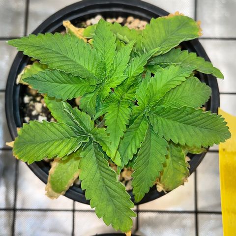 Grape Pie growlog timeline photo