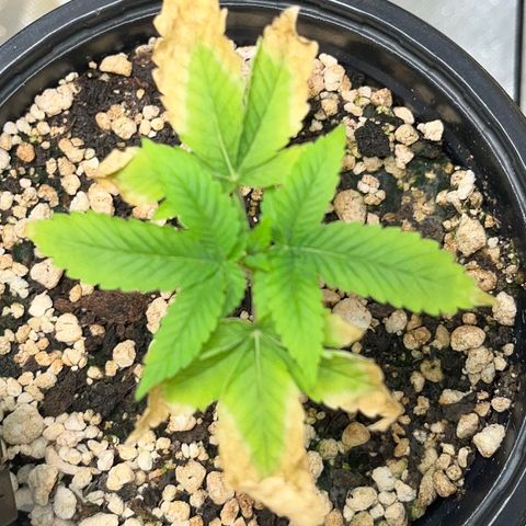 Wonder Pie growlog timeline photo