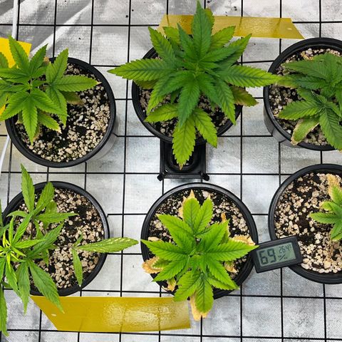 Mimosa Evo growlog timeline photo