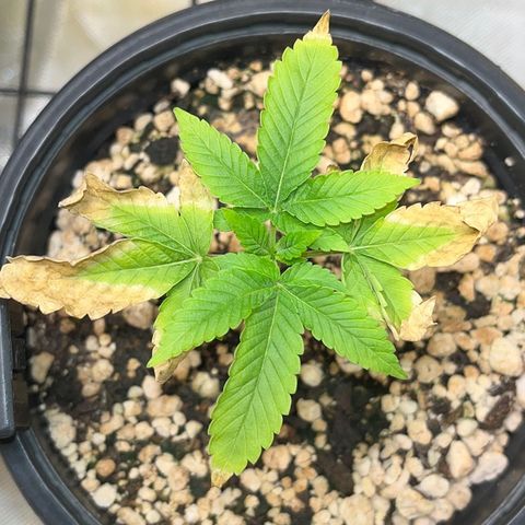 Wonder Pie growlog timeline photo