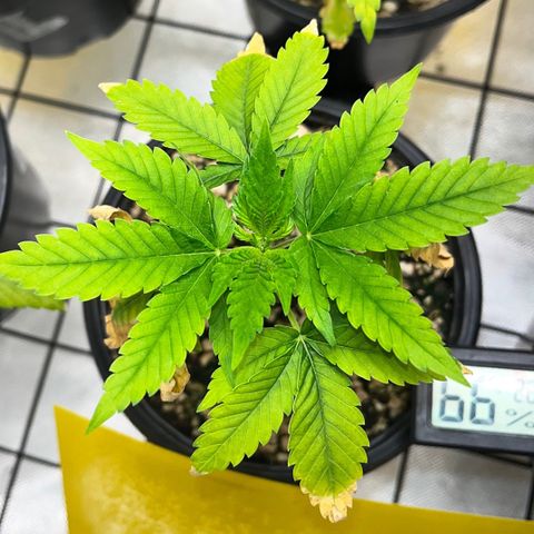 Sherbet growlog timeline photo