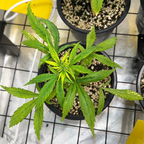 Auto Dentista growlog timeline photo
