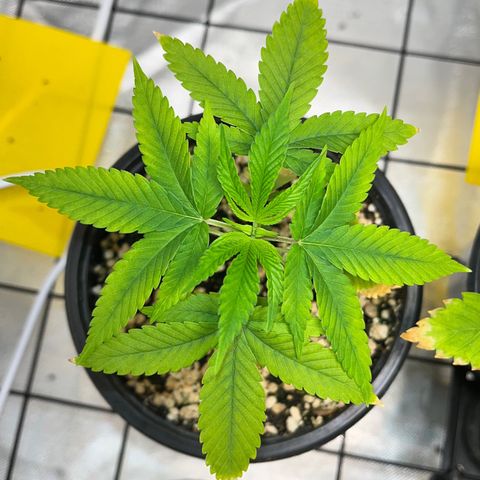 Zombie Bride growlog timeline photo