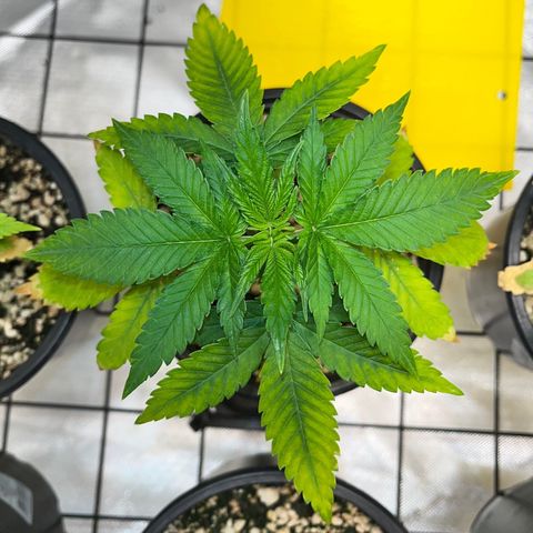 Mimosa Evo growlog timeline photo