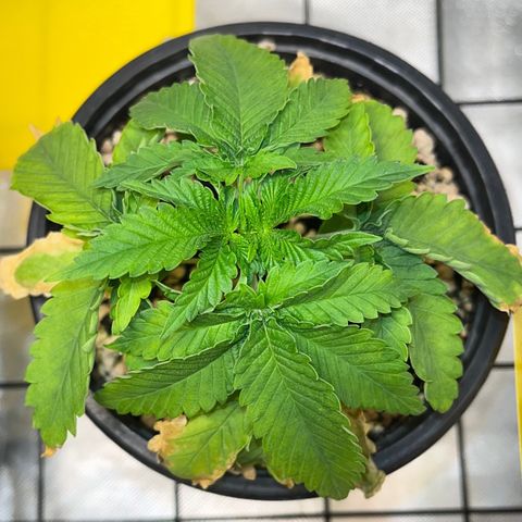 Grape Pie growlog timeline photo