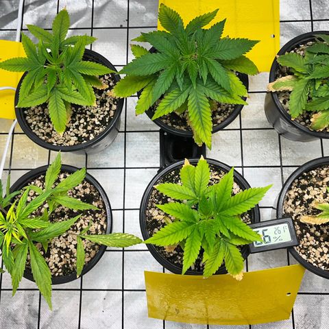 Mimosa Evo growlog timeline photo
