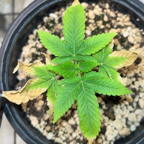 Wonder Pie growlog timeline photo