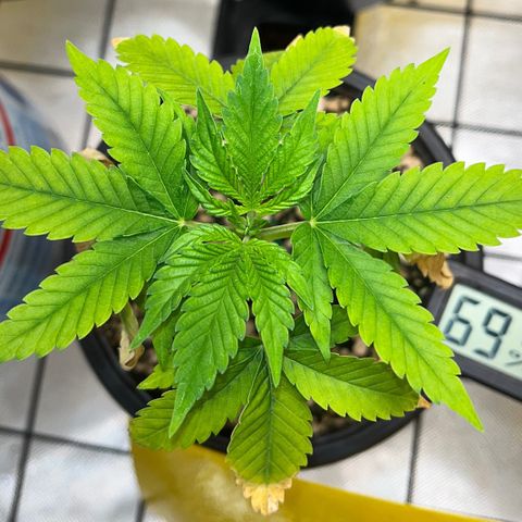 Sherbet growlog timeline photo
