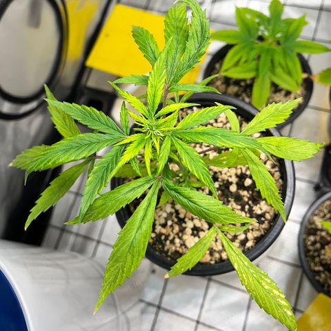 Auto Dentista growlog timeline photo