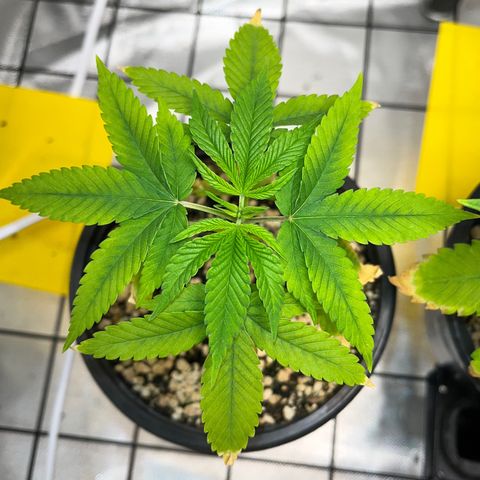 Zombie Bride growlog timeline photo