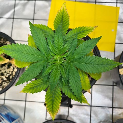 Mimosa Evo growlog timeline photo