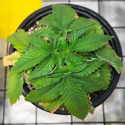 Grape Pie growlog timeline photo