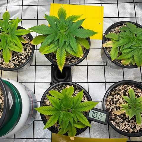 Mimosa Evo growlog timeline photo