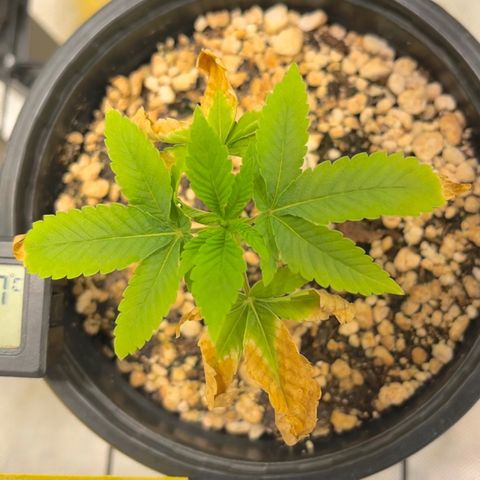 Wonder Pie growlog timeline photo