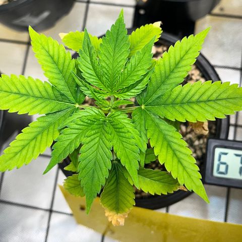 Sherbet growlog timeline photo
