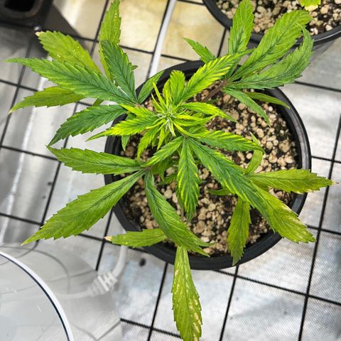 Auto Dentista growlog timeline photo