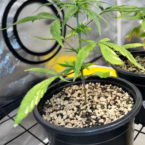 Auto Dentista growlog timeline photo