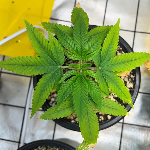 Zombie Bride growlog timeline photo