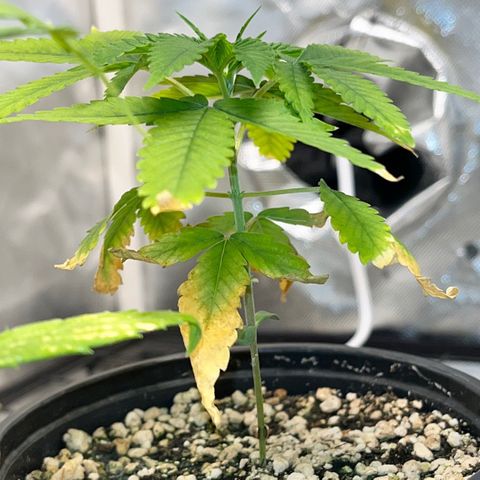 Zombie Bride growlog timeline photo