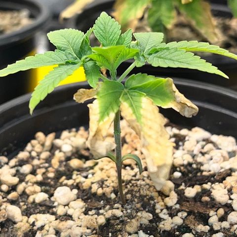Wonder Pie growlog timeline photo
