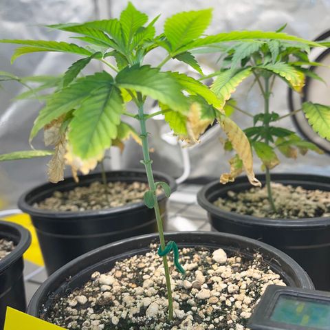 Sherbet growlog timeline photo