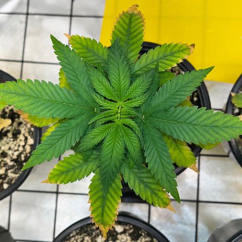 Mimosa Evo growlog timeline photo