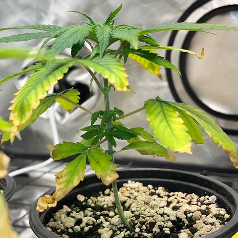 Mimosa Evo growlog timeline photo