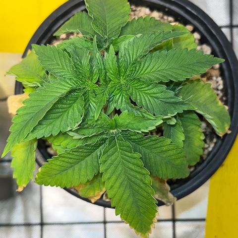 Grape Pie growlog timeline photo